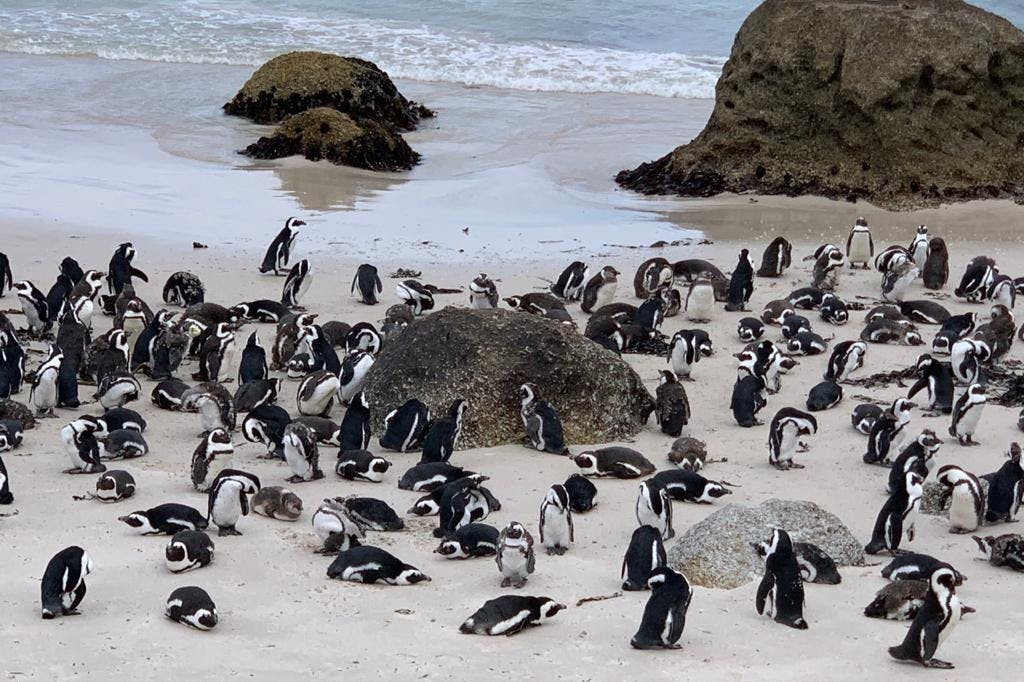 Cape Point & Boulders Beach Private Tour with Penguin Encounter - Photo 1 of 25